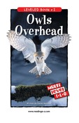 Owls Overhead