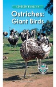 Ostriches: Giant Birds