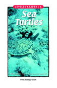Sea Turtles