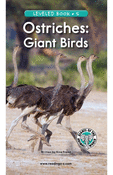 Ostriches: Giant Birds