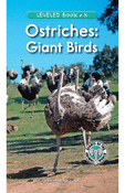 Ostriches: Giant Birds