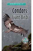 Condors: Giant Birds