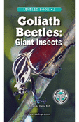 Goliath Beetles: Giant Insects