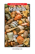 Seashells
